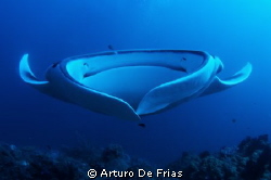 The Flying Saucer... Frontal portrait of a Giant Manta Ra... by Arturo De Frias 
